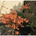 Клен Феникс (Acer palmatum 'Phoenix')